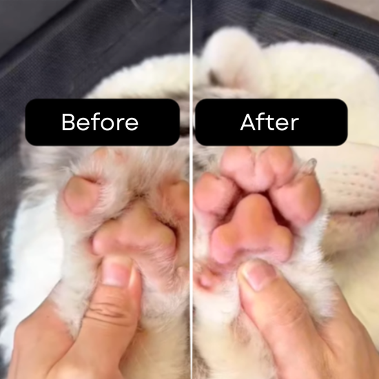 Precyzyjny, Wodoodporny Trymer dla Zwierząt z Podświetleniem LED