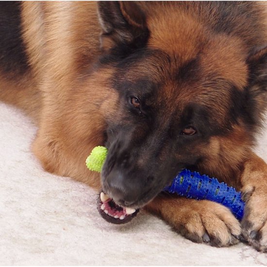 3016 : Dental chew toy for dogs